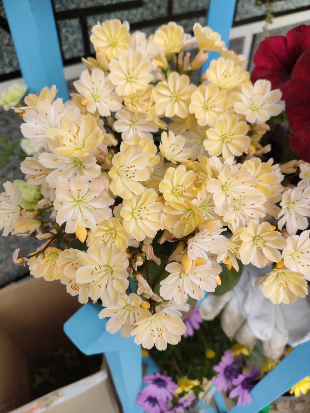 爱上种花安卓版适合阳台养的4种花