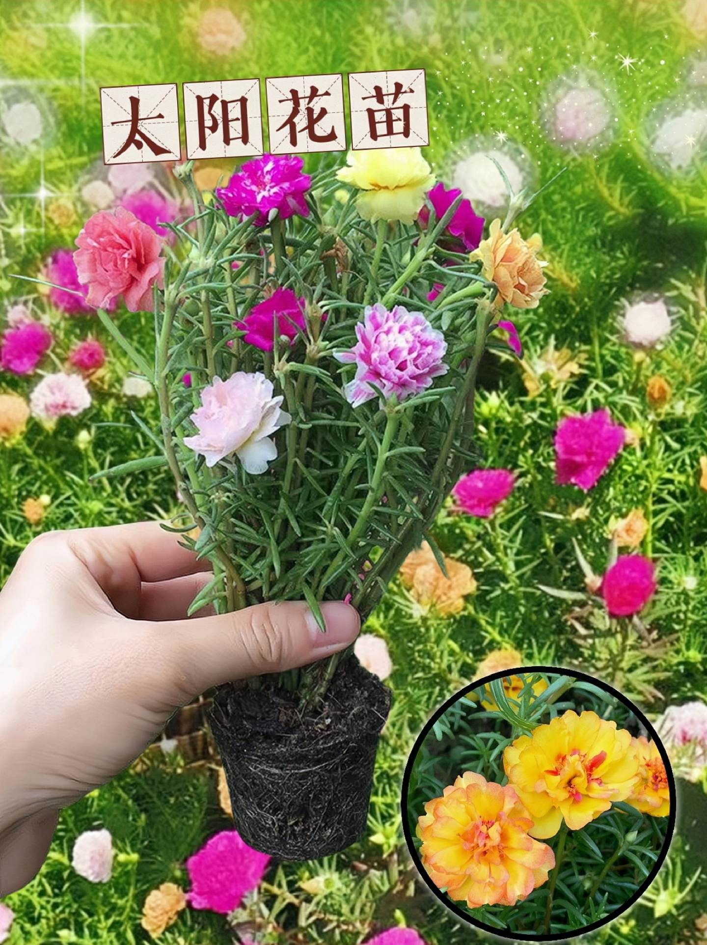 爱上种花安卓版适合阳台养的4种花-第2张图片-太平洋在线下载