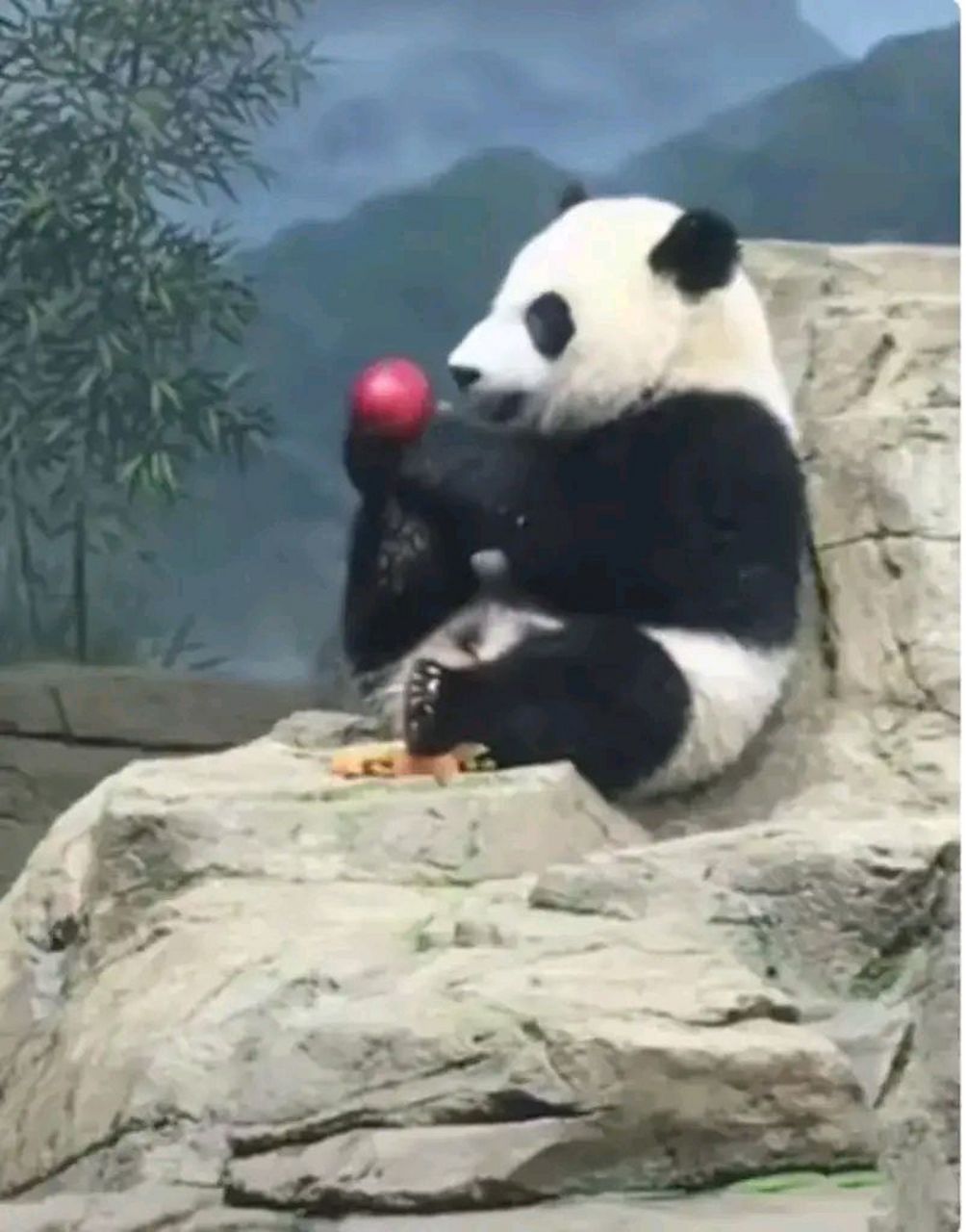 小苹果完整珍惜版长白山发现珍稀古树群-第2张图片-太平洋在线下载
